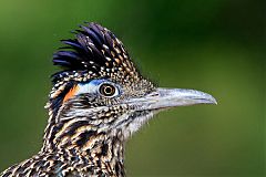 Greater Roadrunner